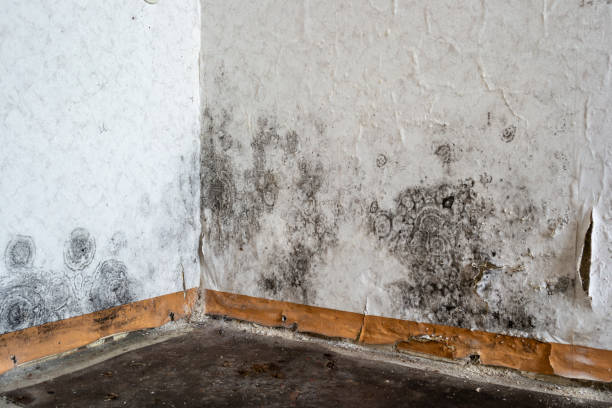 Best Mold Remediation Experts  in Tropical Park, FL